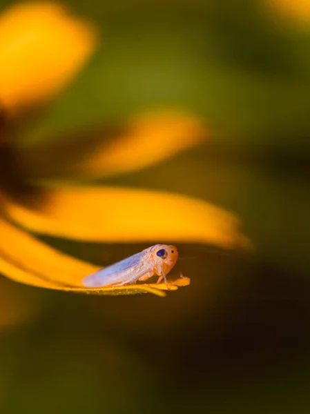 Une Punaise Bijou Est Cerclée Autour Une Branche Feuilles Semble — Photo