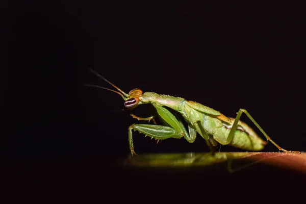 Ein Schöner Heuschrecke Sucht Sein Futter Wald — Stockfoto