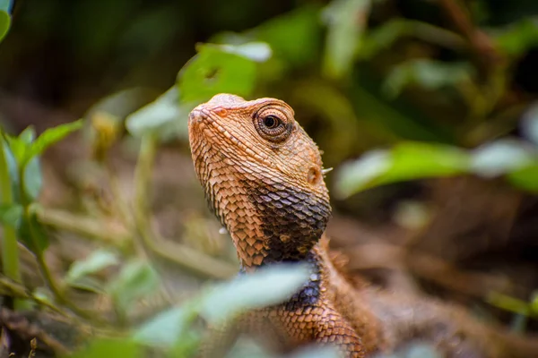 Bebé Lagarto Indio Amarillo Arrastra Dentro Selva — Foto de Stock