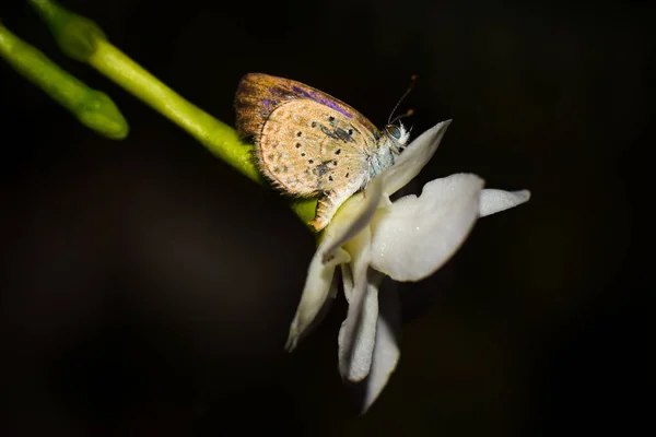 茶色の小さな蝶が美しい白い花の上に座っています — ストック写真