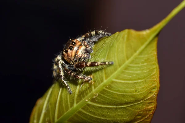 Eine Schöne Bunte Spinne Hängt Einem Baum Wald — Stockfoto