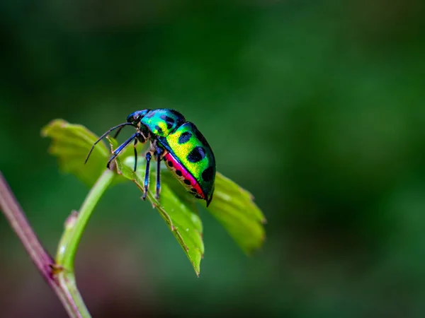 宝石の虫が葉の枝の周りを飛び回っています — ストック写真