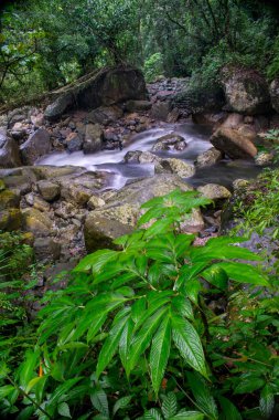 Meghalaya 'daki ünlü çift katlı kök köprünün önündeki güzel manzaralı şelale.