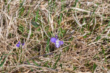 Doğal arka plan. Bahar yabani menekşeleri kuru otların arasında yetişir.