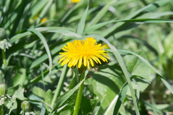 緑の牧草地の背景に1つの花のタンポポ 春の風景 — ストック写真