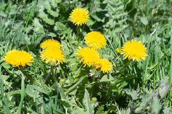 緑の牧草地の背景に明るい花のタンポポ 春の風景 — ストック写真