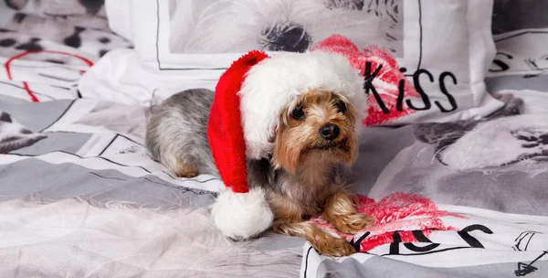 Tatlı, sevimli köpek doğurmak yorkshire korkunç bir Santa Claus şapka yatakta yatıyor — Stok fotoğraf