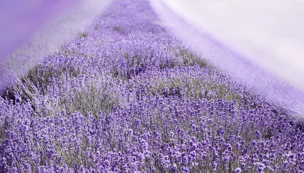 紫色薰衣草花场的美丽的阳光灿烂的日子 — 图库照片