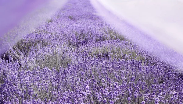 Violeta flores de lavanda en un campo en un hermoso día soleado — Foto de Stock