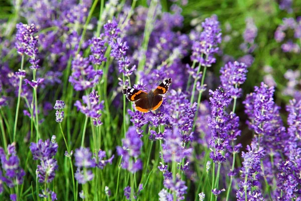 Lavendellandschaft, auf der ein bunter Schmetterling sitzt — Stockfoto