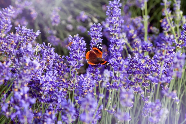 Lavendellandschaft, auf der ein bunter Schmetterling sitzt — Stockfoto