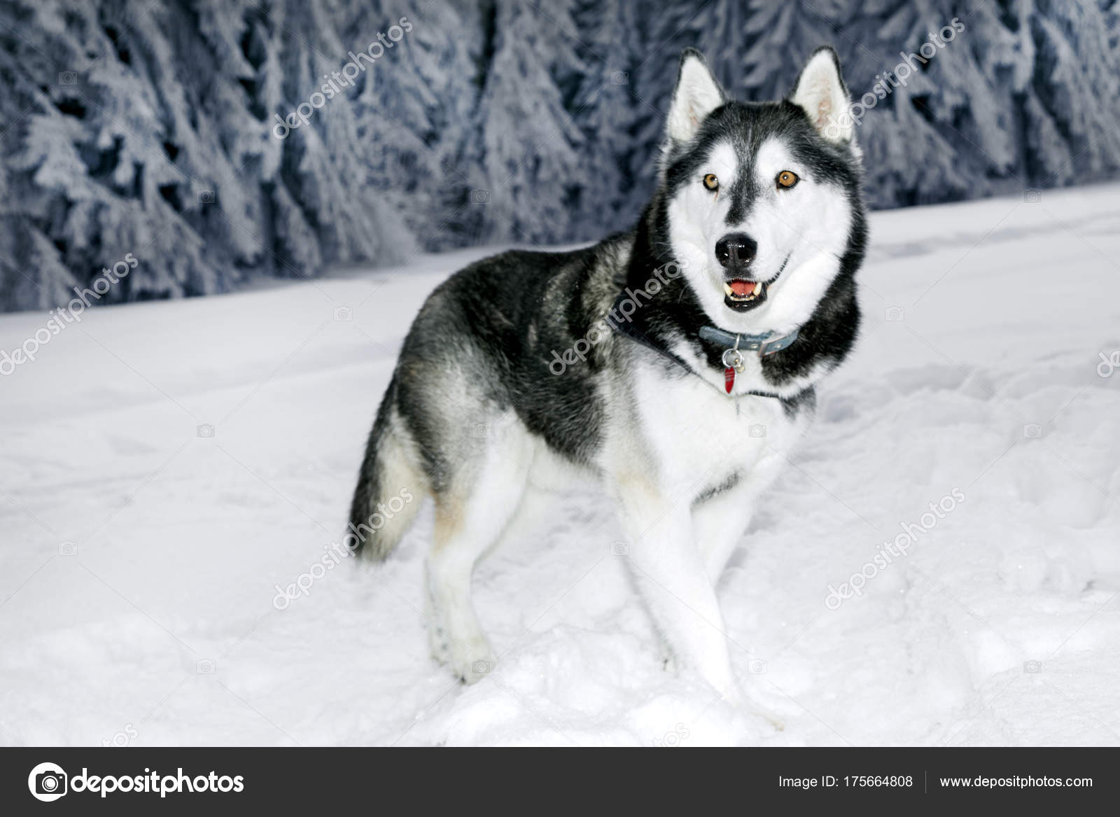Schöner Husky Hund Auf Schnee Den Bergen — Stockfoto © marcink3333