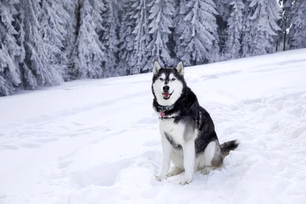 Piękny Pies Husky Śniegu Górach — Zdjęcie stockowe