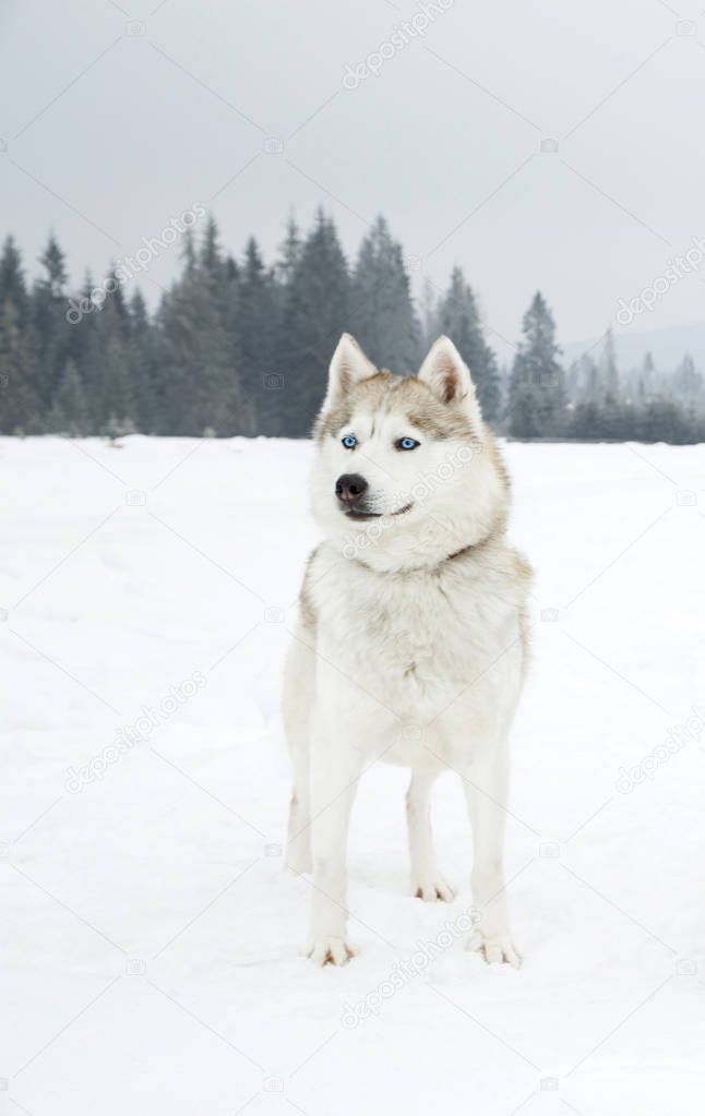 Beautiful Husky dog on snow in the mountains