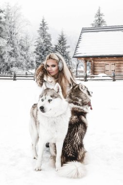 Mutlu genç bir kadın kışın Sibirya köpekleri ile oynuyor. Kışın açık havada köpekli genç bir kadın.