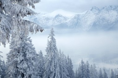 Avusturya Alpleri 'ndeki muhteşem kış manzarası. Kış dağlarındaki donmuş göl. Kar yağıyordu. Çam tepeleri. İnanılmaz manzara..