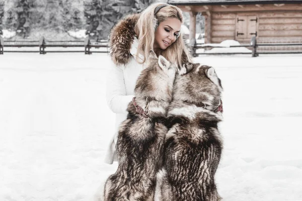 Happy young woman playing with siberian husky dogs in winter day.Attractive young woman with dog in wintertime outdoor