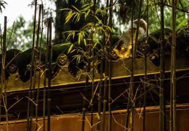 Chengdu şehri, Sichuan bölgesi, Çin