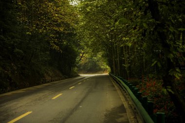 Chengdu yakınlarında Çin 'den gelen Sichuan çay alanı.