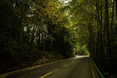 Chengdu yakınlarında Çin 'den gelen Sichuan çay alanı.