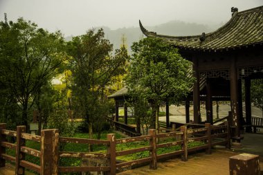 Chengdu yakınlarında Çin 'den gelen Sichuan çay alanı.