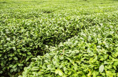 Chengdu yakınlarındaki Çin Sichuan çay alanı.