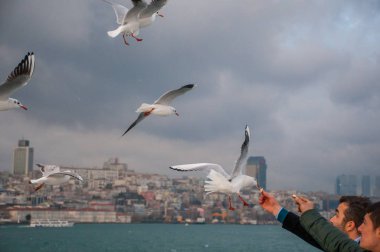 Bulutlu arka planda, denizin üzerinde uçan martıların görüntüsü 