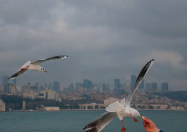 Bulutlu arka planda, denizin üzerinde uçan martıların görüntüsü 