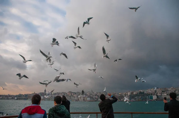 Vista Gaivotas Voando Sobre Mar Fundo Céu Nublado — Fotografia de Stock