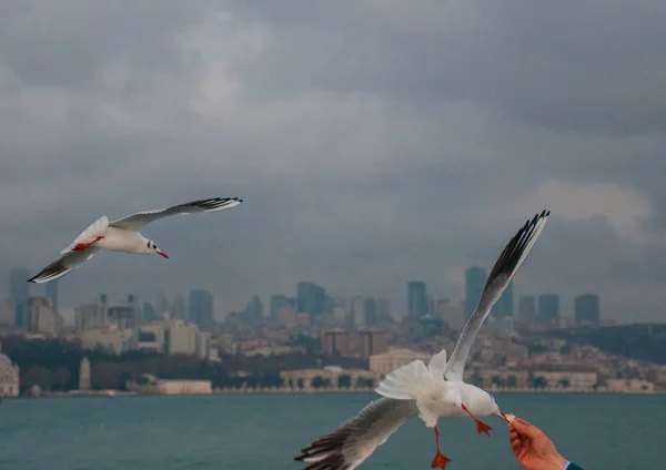 View Seagulls Flying Sea Cloudy Sky Background — Stock Photo, Image