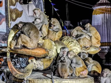 Geceleri tapınaktaki vahşi maymunlar 