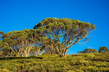 Kosciuszko Ulusal Parkı 'na seyahat, seyahat kavramı 
