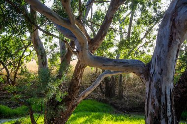 Grampians Ulusal Parkı 'ndan gündüz yolculuk, seyahat konsepti 