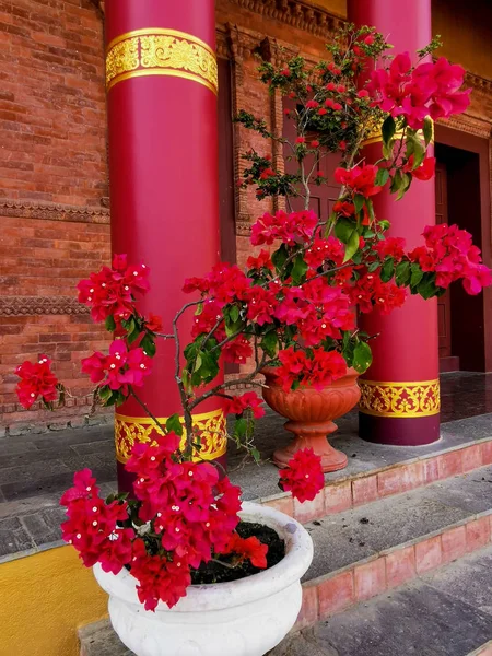 Flores Rojas Jardín — Foto de Stock