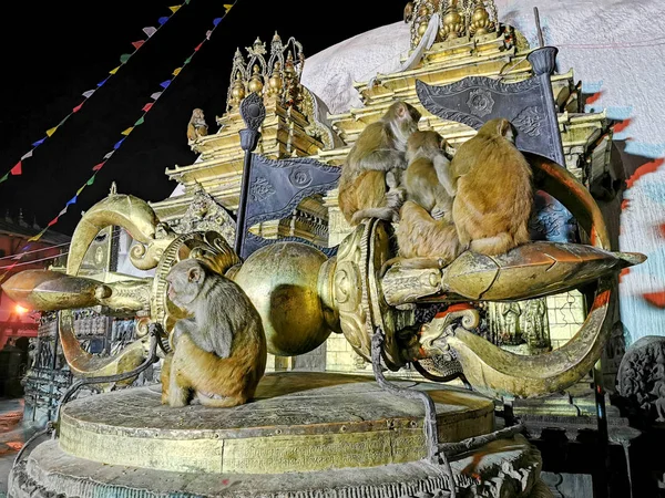 Macacos Selvagens Templo Noite — Fotografia de Stock