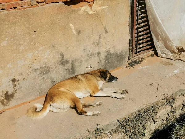 Dog Lying Street — Stock Photo, Image