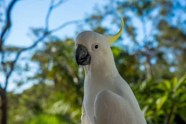 Dışarıdaki Egzotik Kuşun Portresini Kapat — Stok fotoğraf