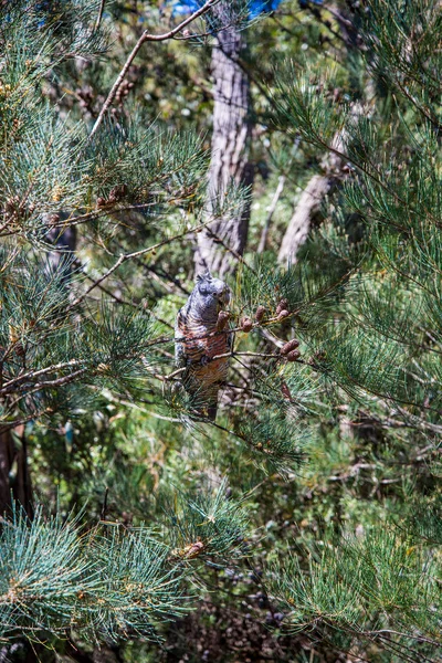 グラマピアン国立公園の昼間の移動 旅行のコンセプト — ストック写真