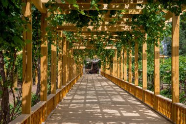 Çin 'in antik Turpan kasabası Xinjiang' daki üzüm bahçesinde..