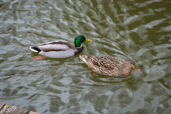 Straubing Duitsland Maart 2020 Vijver Het Stadspark Beieren — Stockfoto