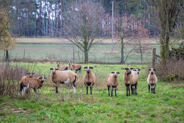 Fårhjord Som Betar Ängen — Stockfoto