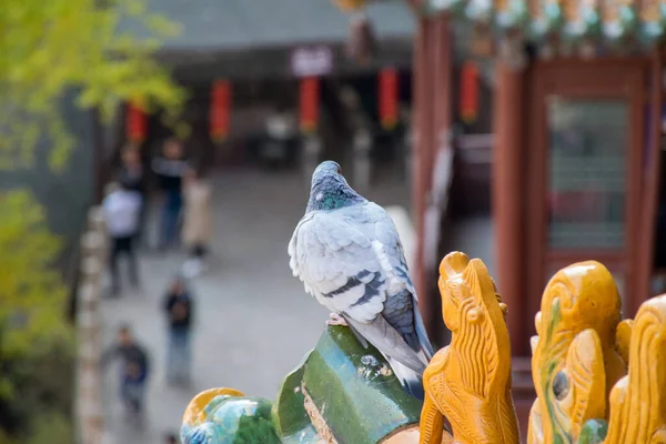 Pajarito Está Sentado Banco Jardín —  Fotos de Stock