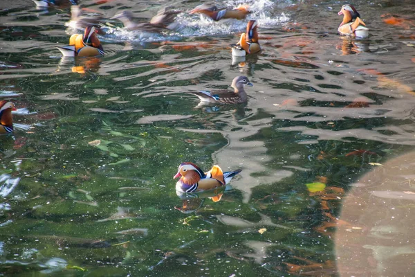 Perto Patos Que Flutuam Água Conceito Pássaros — Fotografia de Stock