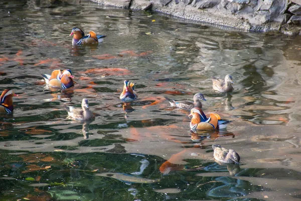 Gros Plan Canards Flottant Dans Eau Concept Oiseaux — Photo