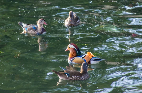 Gros Plan Canards Flottant Dans Eau Concept Oiseaux — Photo