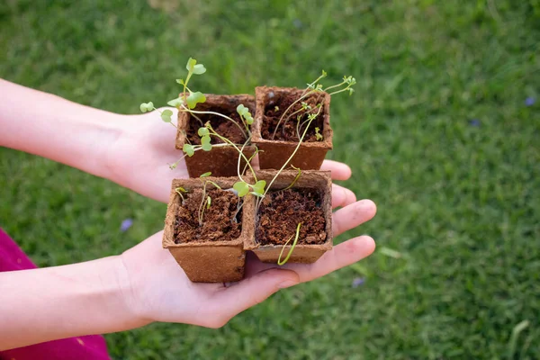 Hands holding biodegradable trays with fresh sprouted seedlings on green grassy background. Gardening concept