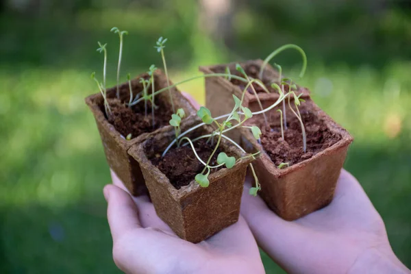 Hands holding biodegradable trays with fresh sprouted seedlings on green grassy background. Gardening concept