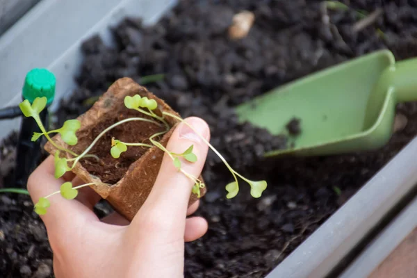 Hands holding biodegradable trays with fresh sprouted seedlings and a trowel to replant . Gardening concept