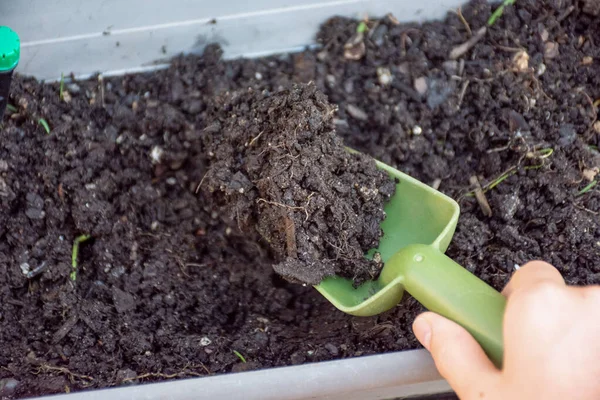 Mão segurando espátula verde com o solo da bandeja da planta. Conceito de jardinagem — Fotografia de Stock