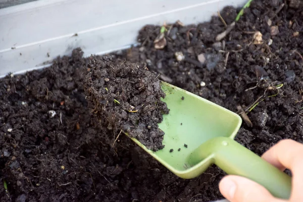 Mão segurando espátula verde com o solo da bandeja da planta. Conceito de jardinagem — Fotografia de Stock